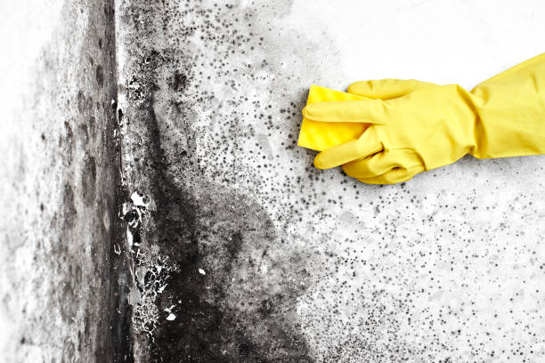 Best Attic Mold Removal  in Tahoka, TX
