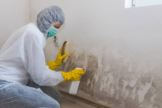 Best Best Mold Removal Companies  in Tahoka, TX